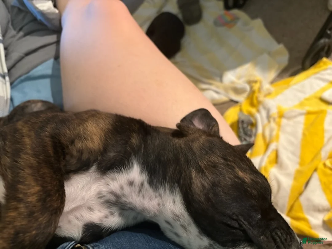American Pit Bull Terrier dogs for sale: Romeo  - Ad 5