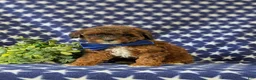 Lhasapoo dogs for sale: Deacon Hypoallergenic - Ad 4