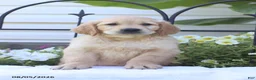 Golden Retriever dogs for sale: Charlie - Ad 3