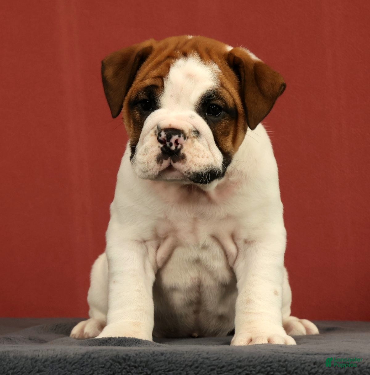 English Bulldog dogs Daisy - Ad 2