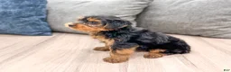 Yorkshire Terrier dogs for sale: Louie - Ad 4
