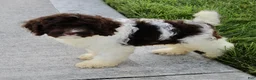 Cockapoo dogs for sale: Atlas - Ad 3