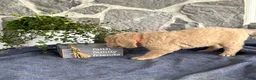 Goldendoodle dogs for sale: Nelson - Ad 10