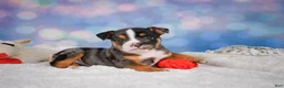 English Bulldog dogs for sale: Mia - Ad 12