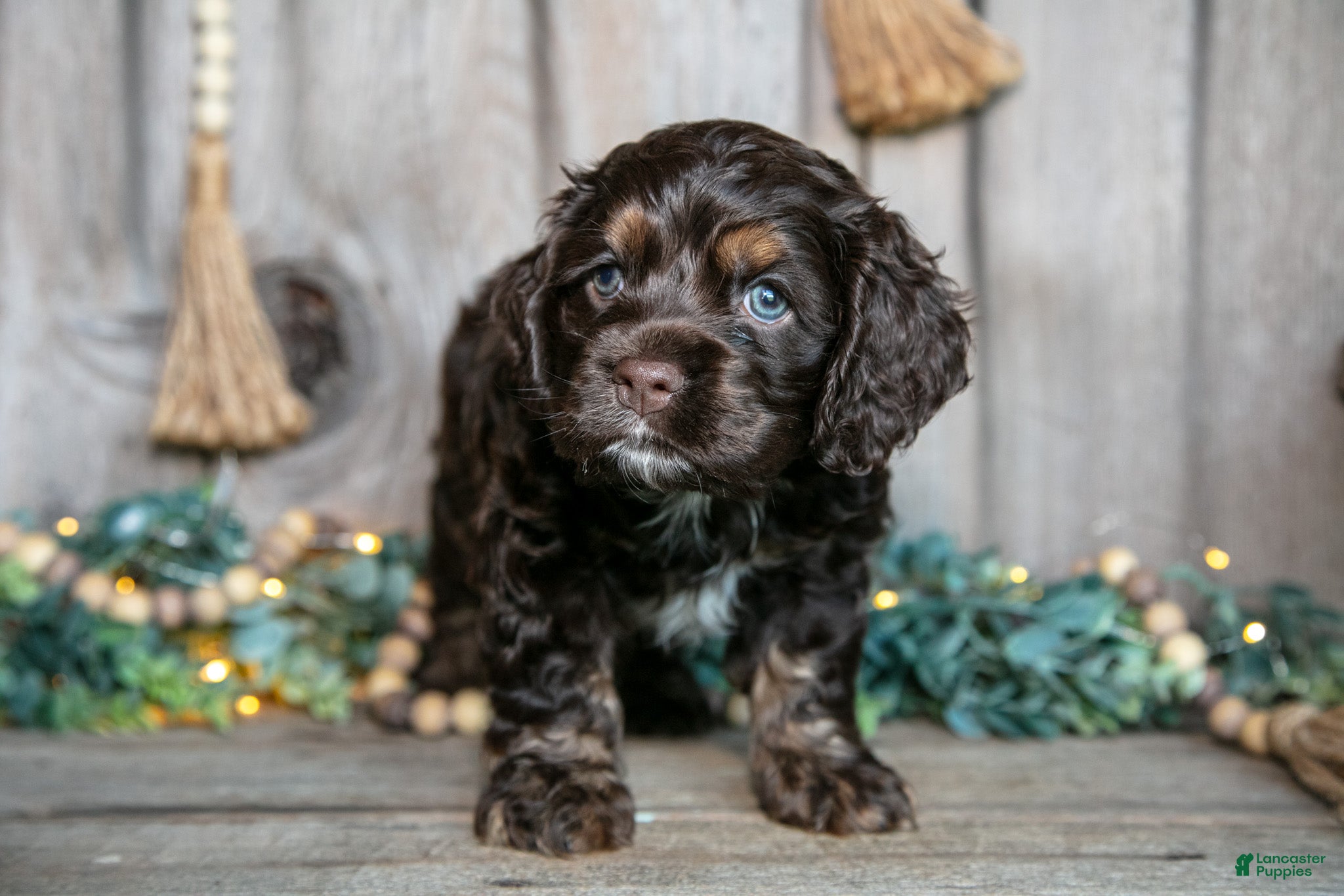 Cocker Spaniel dogs Cash - Ad 2