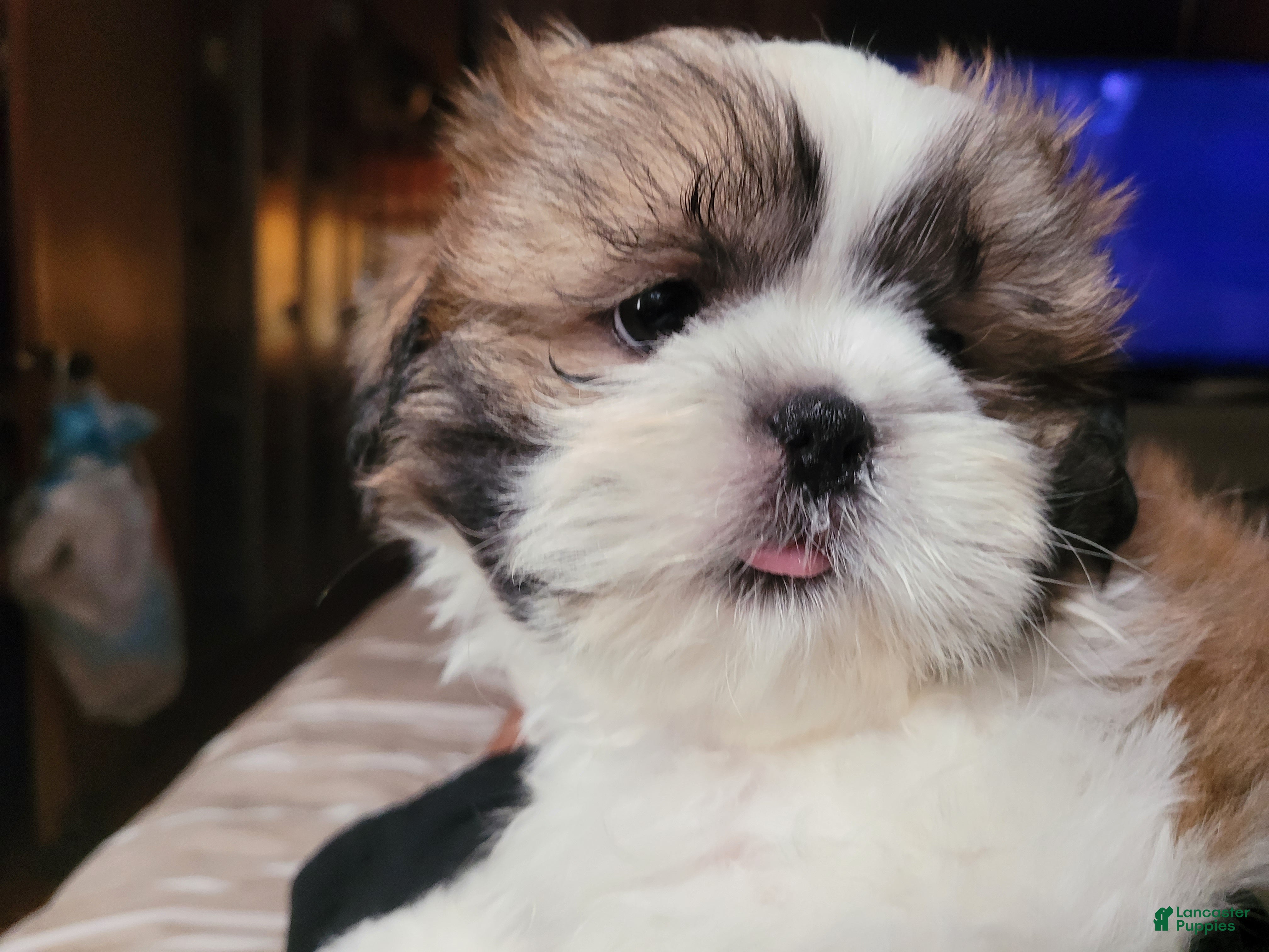 Shih Tzu dogs Benjamin  - Ad 2
