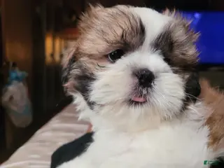 Shih Tzu dogs Benjamin - Ad 2