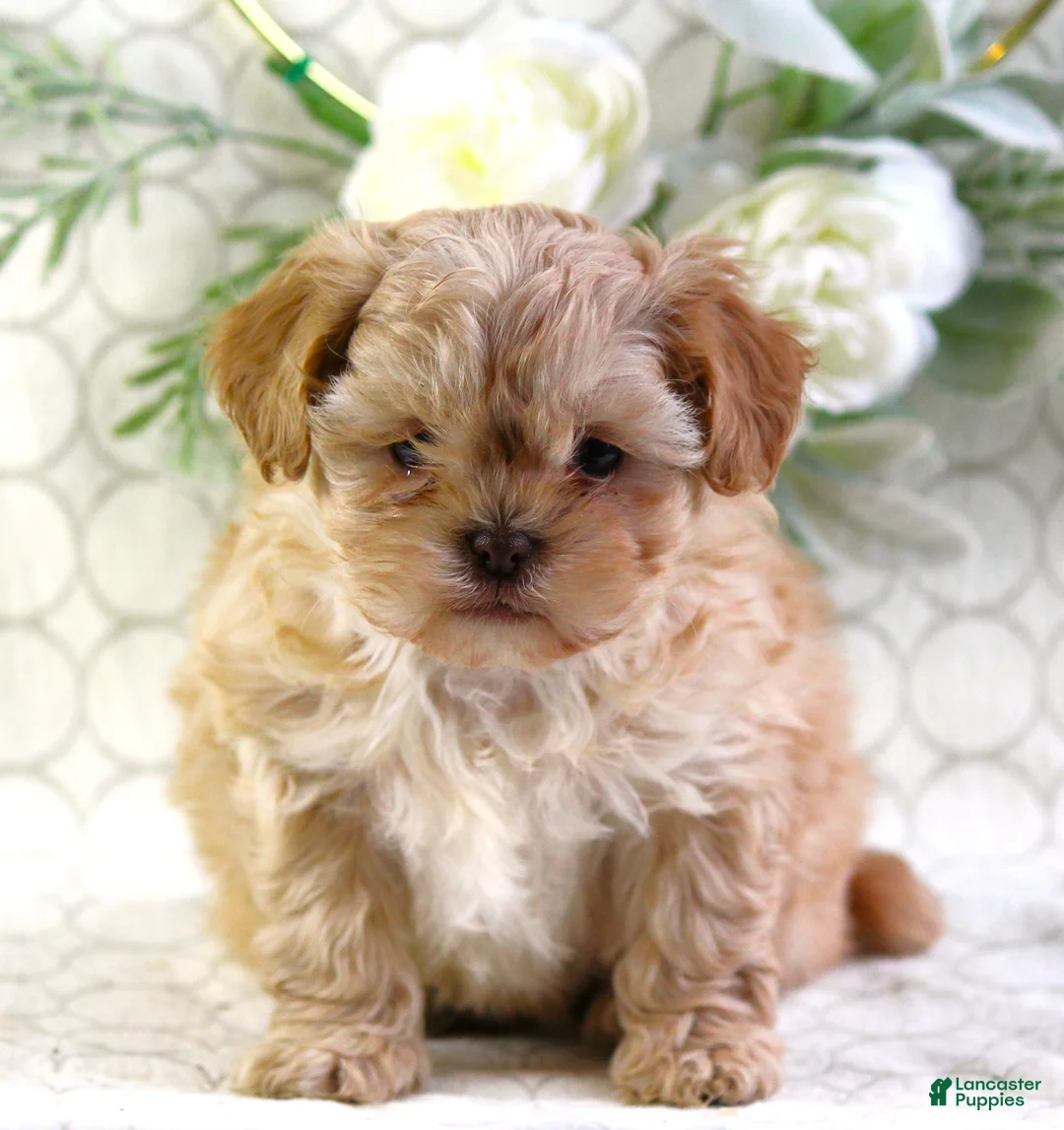 Shihpoo dogs for sale: Ava - Ad 5