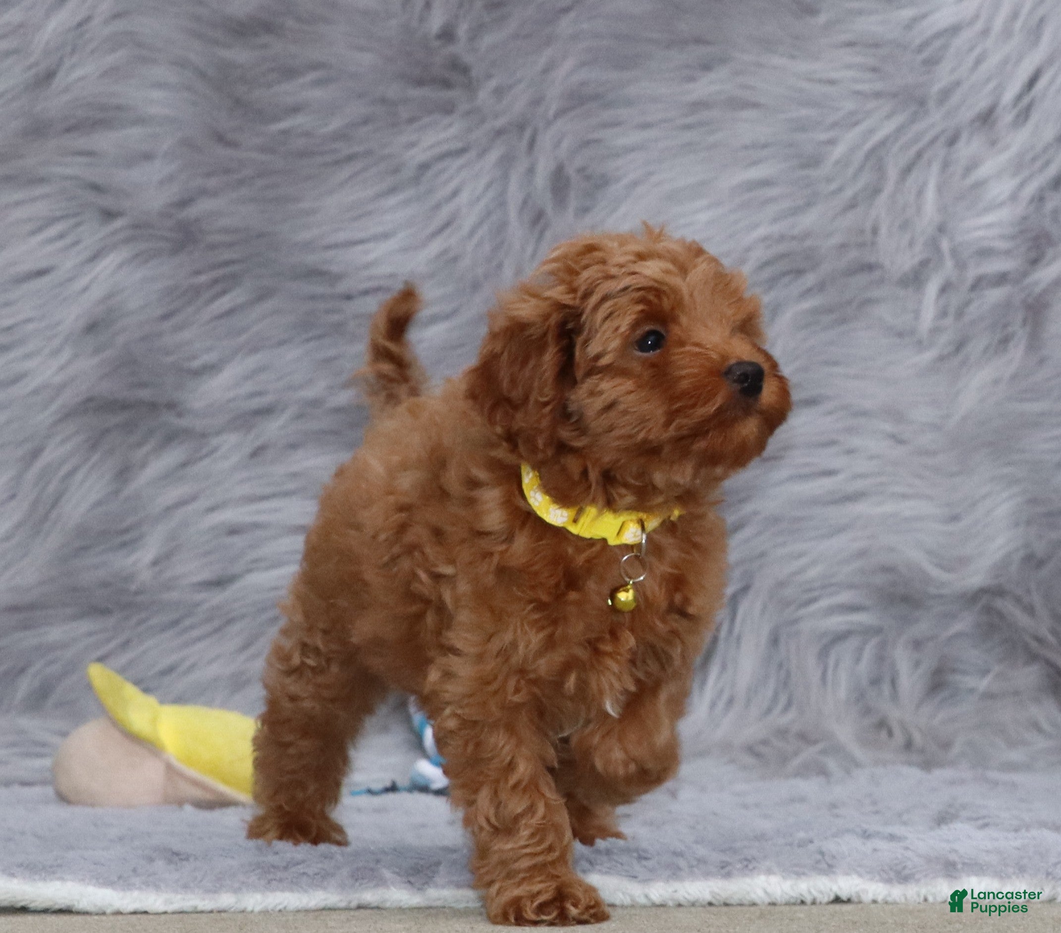 Havapoo dogs Easton 💙 - Ad 6