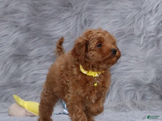 Havapoo dogs Easton 💙 - Ad 6