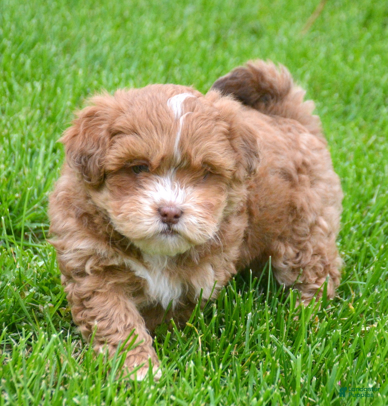 Shihpoo dogs Shihpoo Sam - Ad 21