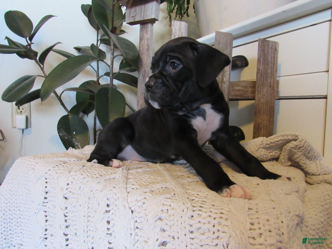 Boxer dogs for sale: Patsy - Ad 4