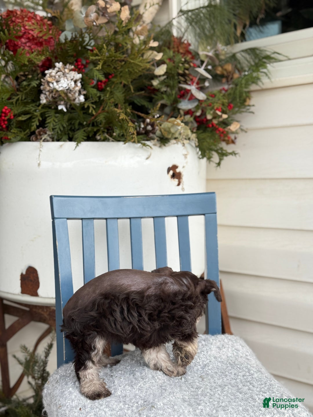 Miniature Schnauzer dogs for sale: Duchess - Ad 12