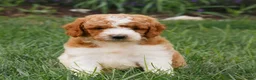 Miniature Labradoodle dogs for sale: Frankie  - Ad 3