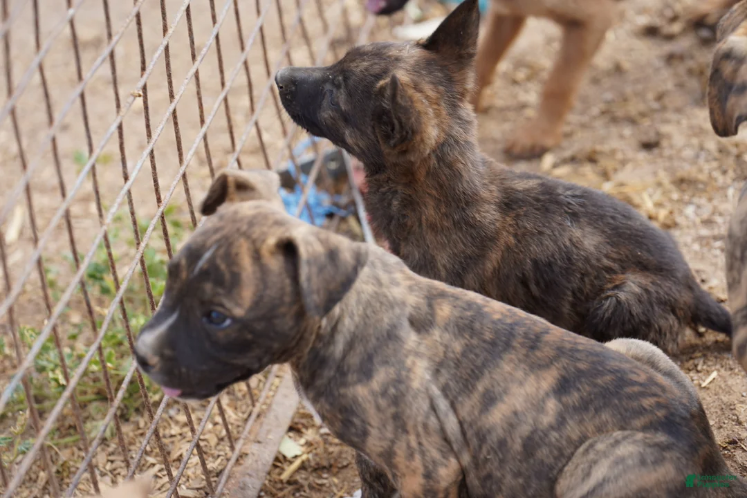 Mixed Breed dogs for sale: Bandogge Tiger Brindle F - Ad 10