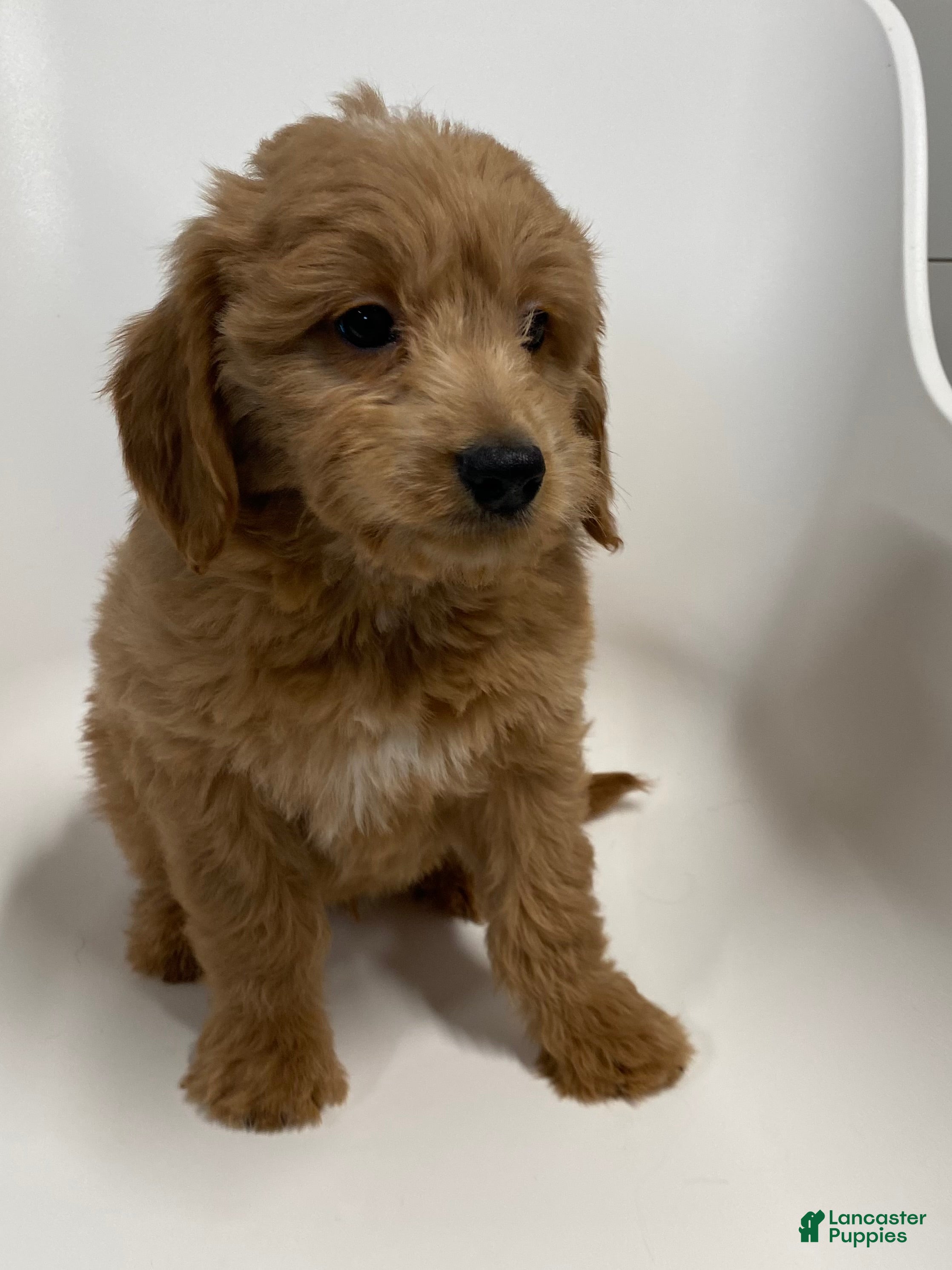 Mini Goldendoodle dogs Zero Mini Goldendoodle - Ad 2
