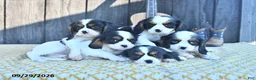 Cavalier King Charles Spaniel dogs for sale: Cajun - Ad 5