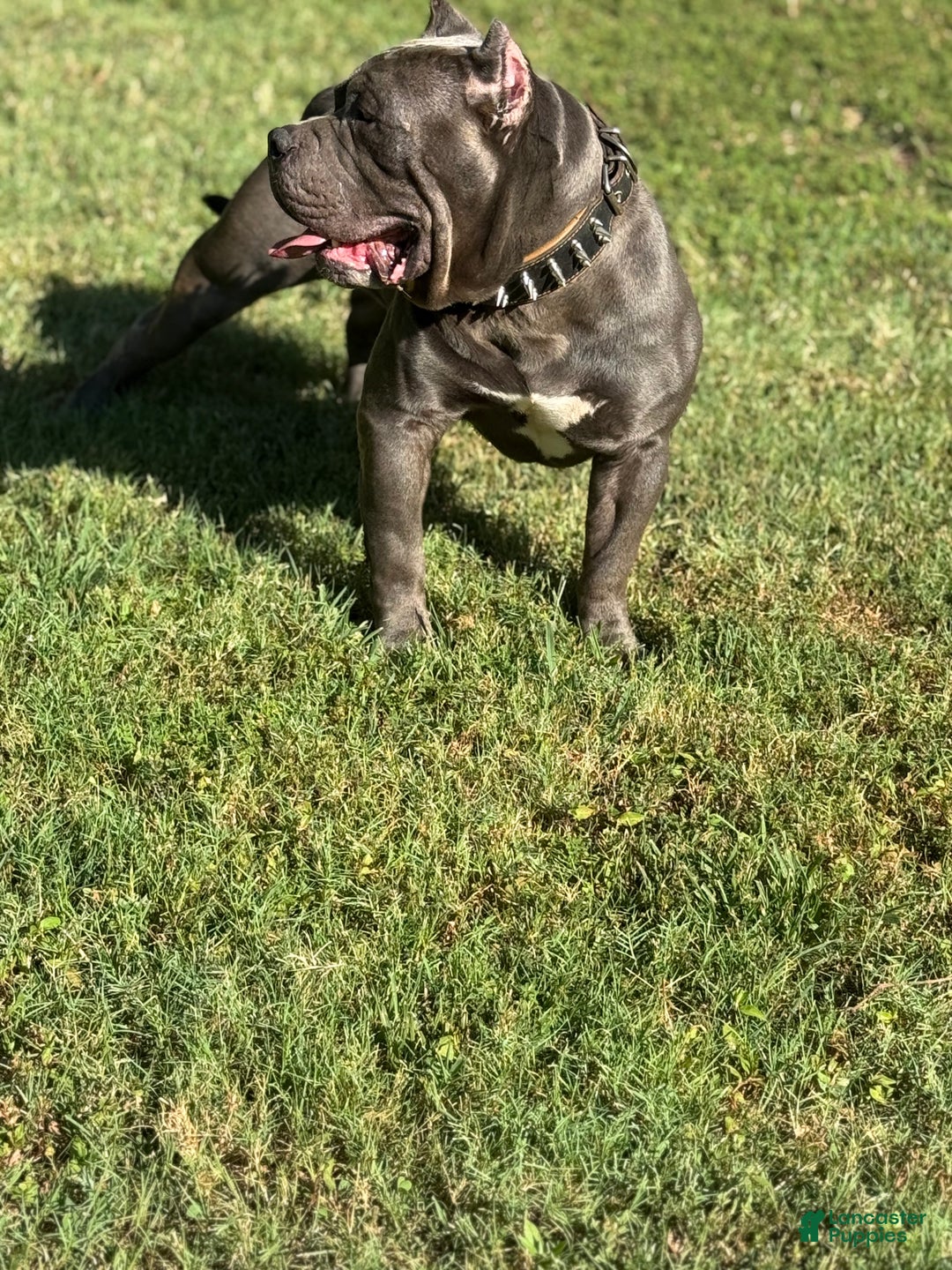 American Bully dogs for stud: American Bully (STUD) - Ad 6