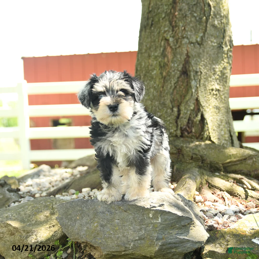 Miniature Schnauzer dogs for sale: Louis - Ad 3