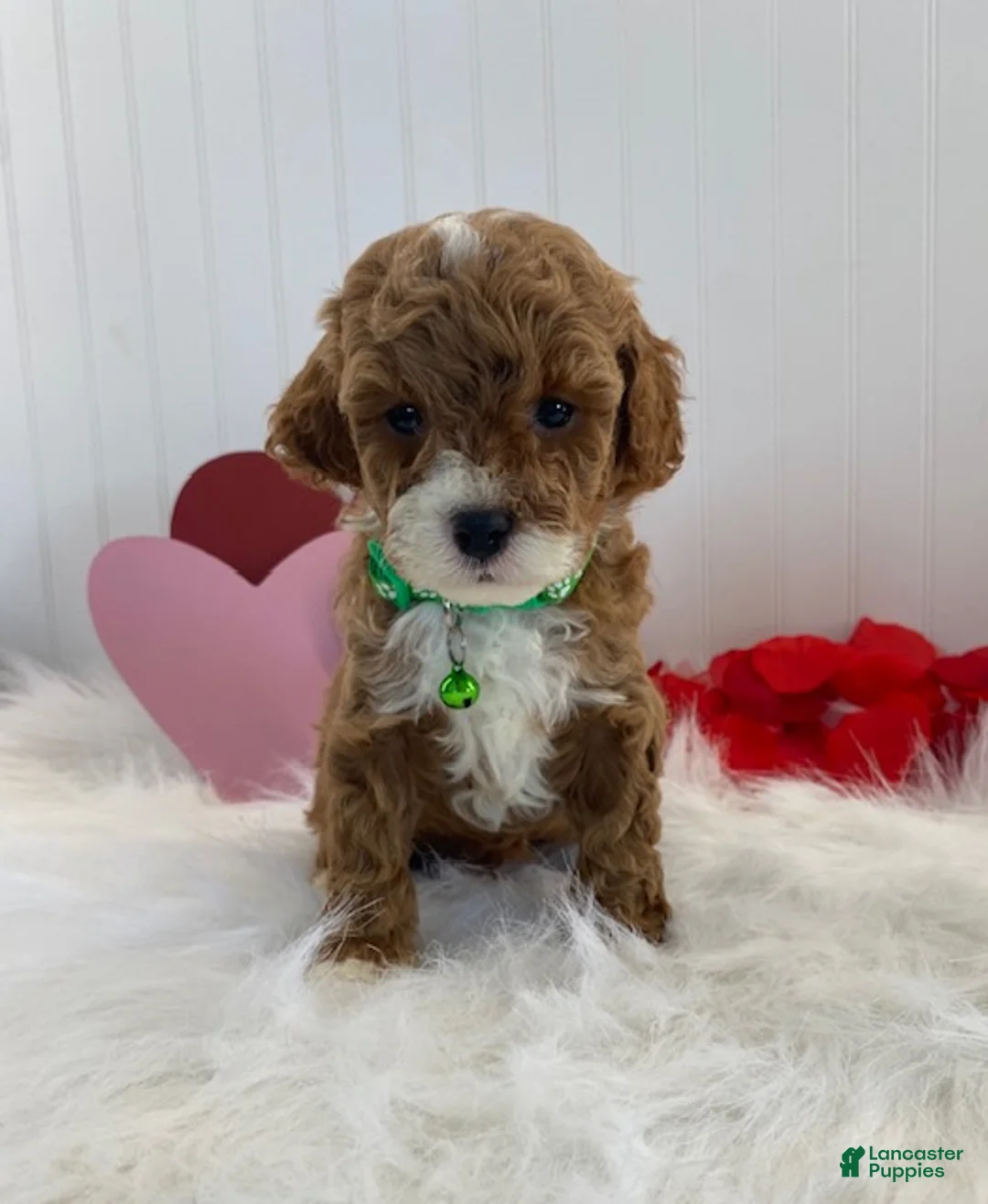 Cavapoo dogs for sale: Dawson - Ad 2