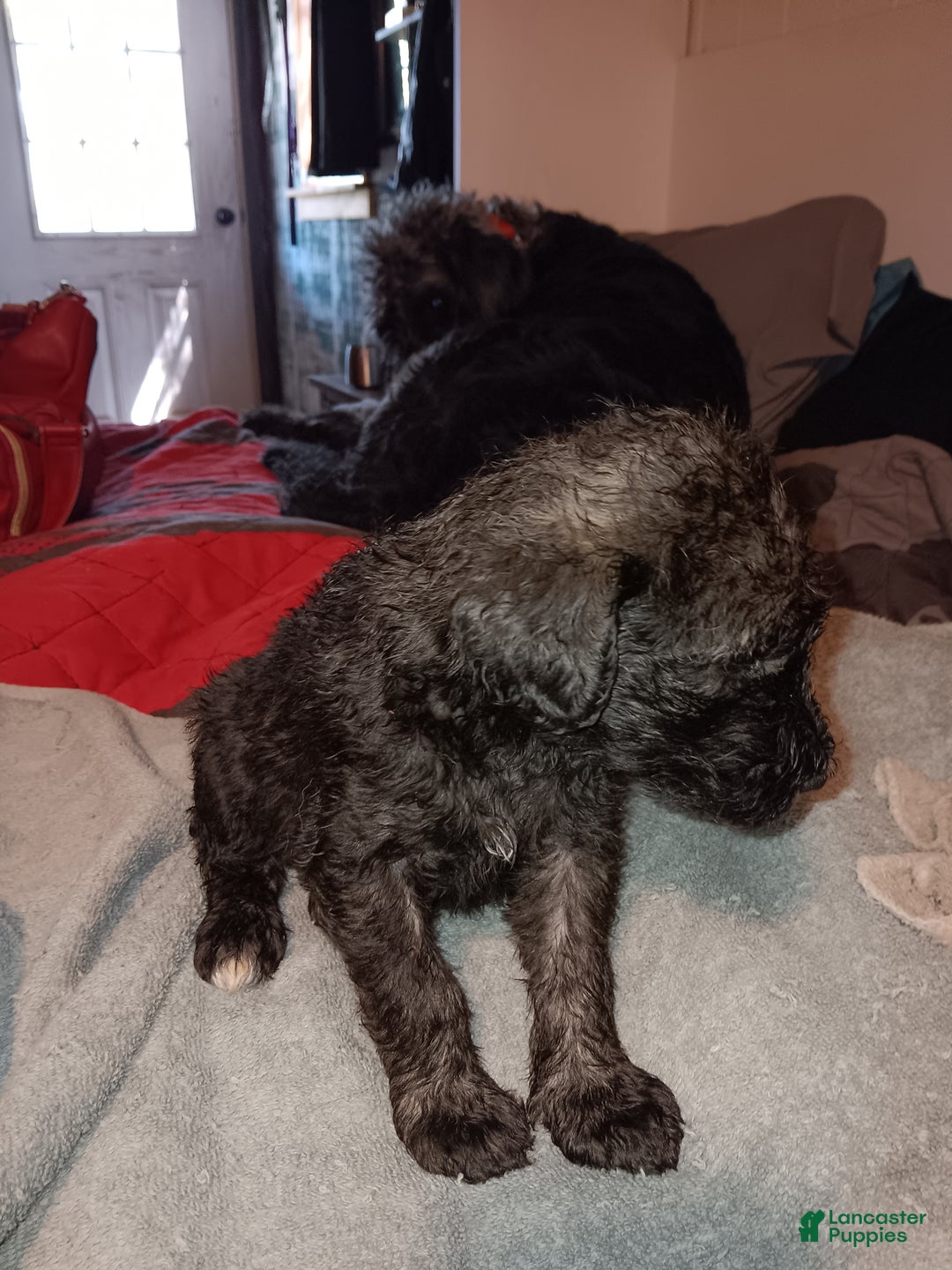 Labradoodle dogs for sale: Princess  - Ad 9