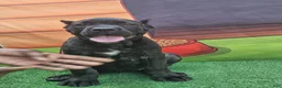 Cane Corso dogs for sale: SKY - Ad 5