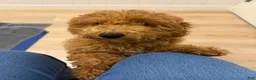 Bichpoo dogs for sale: Bichpoo 1 - Ad 10