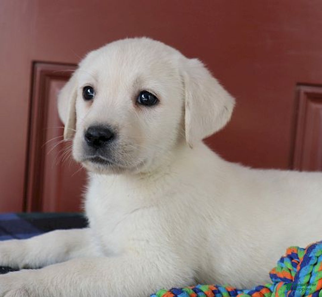 Labrador Retriever dogs for sale: Jana - Champ lines - Ad 2