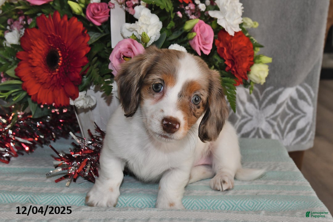 Miniature Dachshund dogs for sale: Chloe - Ad 2