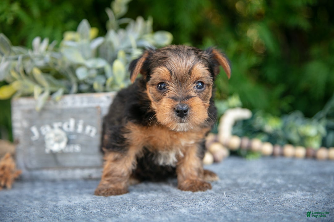 Yorkshire Terrier dogs for sale: Kendall - Ad 2