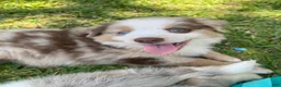 Australian Shepherd dogs for sale: Darlington - Ad 4