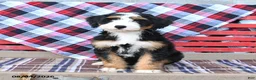 Mini Bernedoodle dogs for sale: Sadie - Ad 3