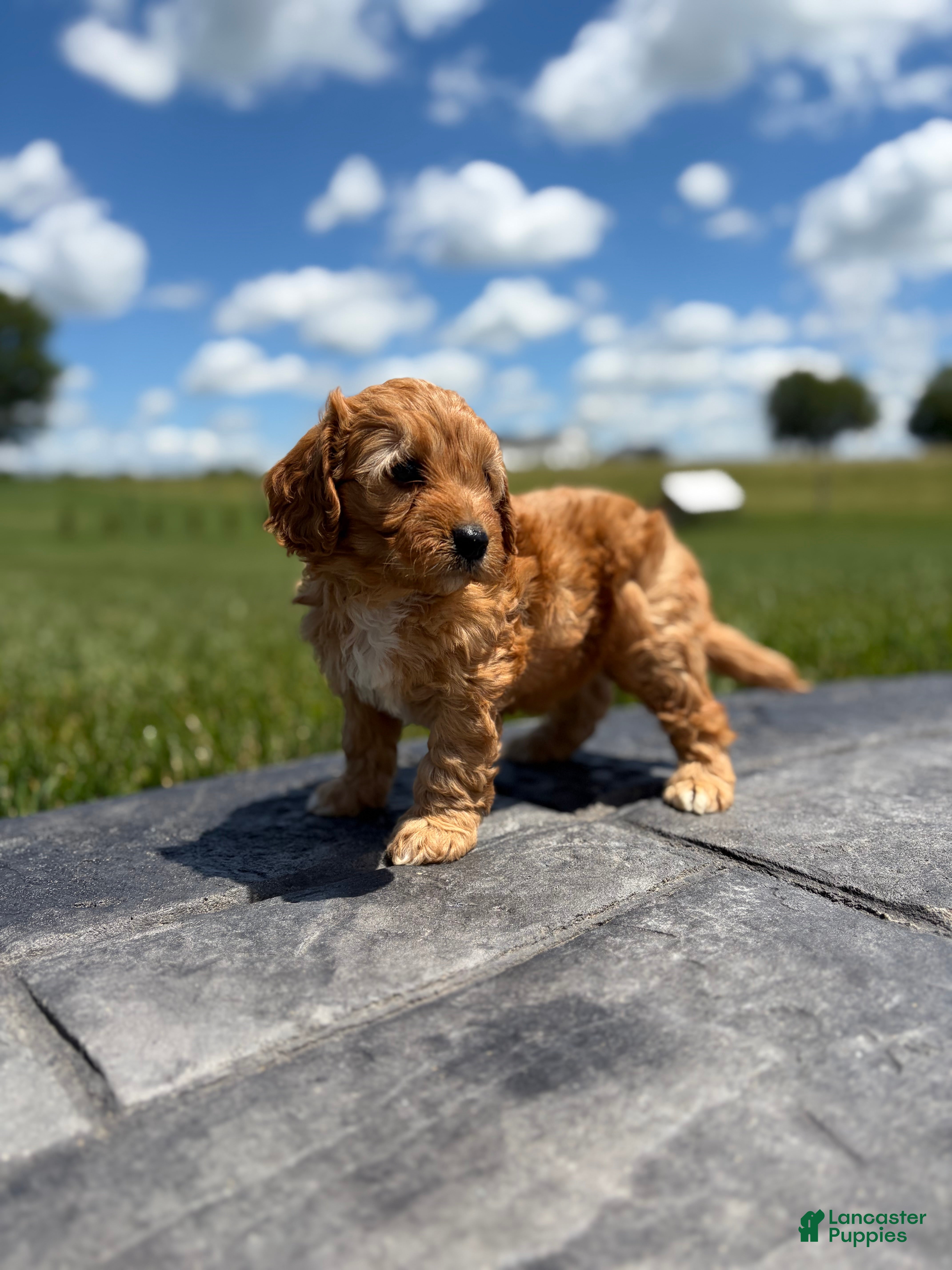 Cavapoo dogs Tucker - Ad 1