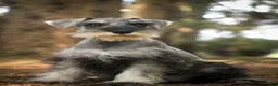 Miniature Schnauzer dogs for sale: Qeleigh Miniature Schnauzer  - Ad 7