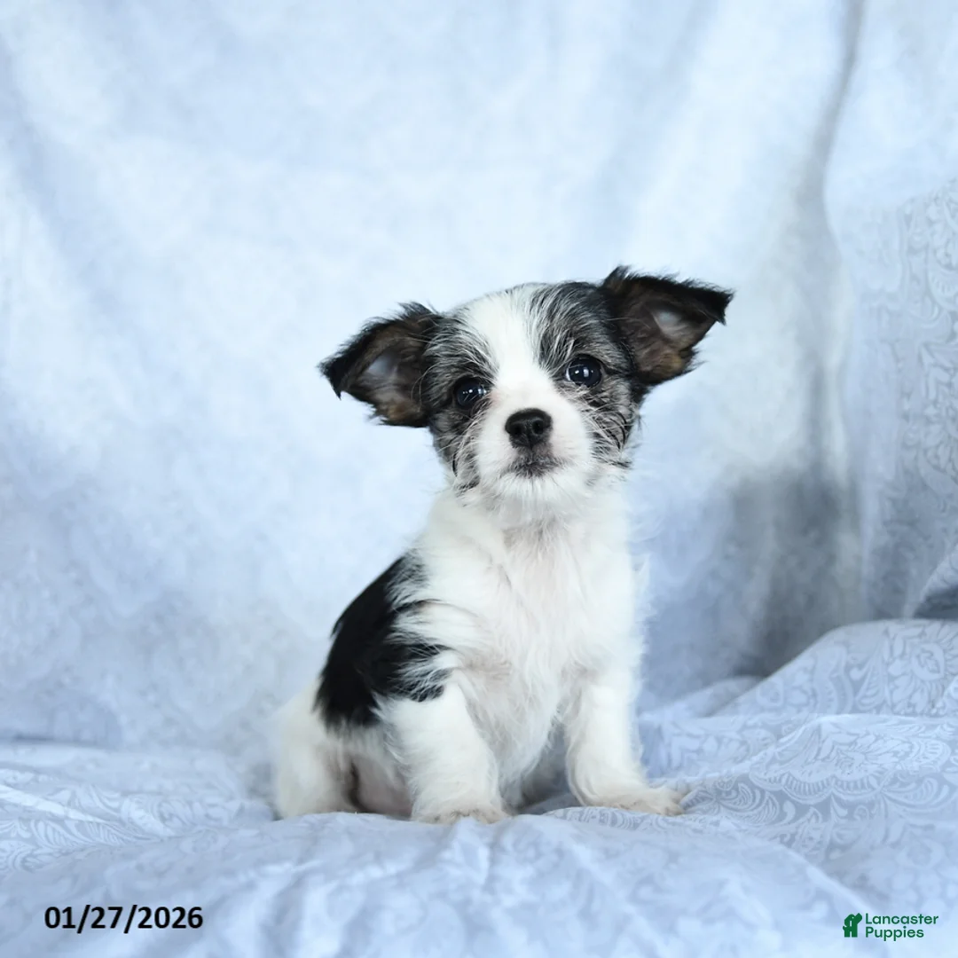 Mixed Breed dogs for sale: Milo - Ad 2