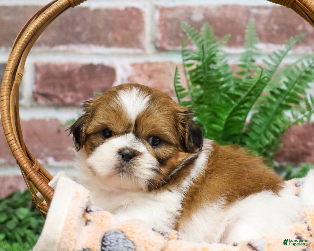 Shih Tzu dogs for sale: Duke  - Ad 4