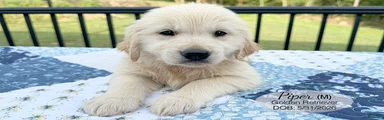 Piper