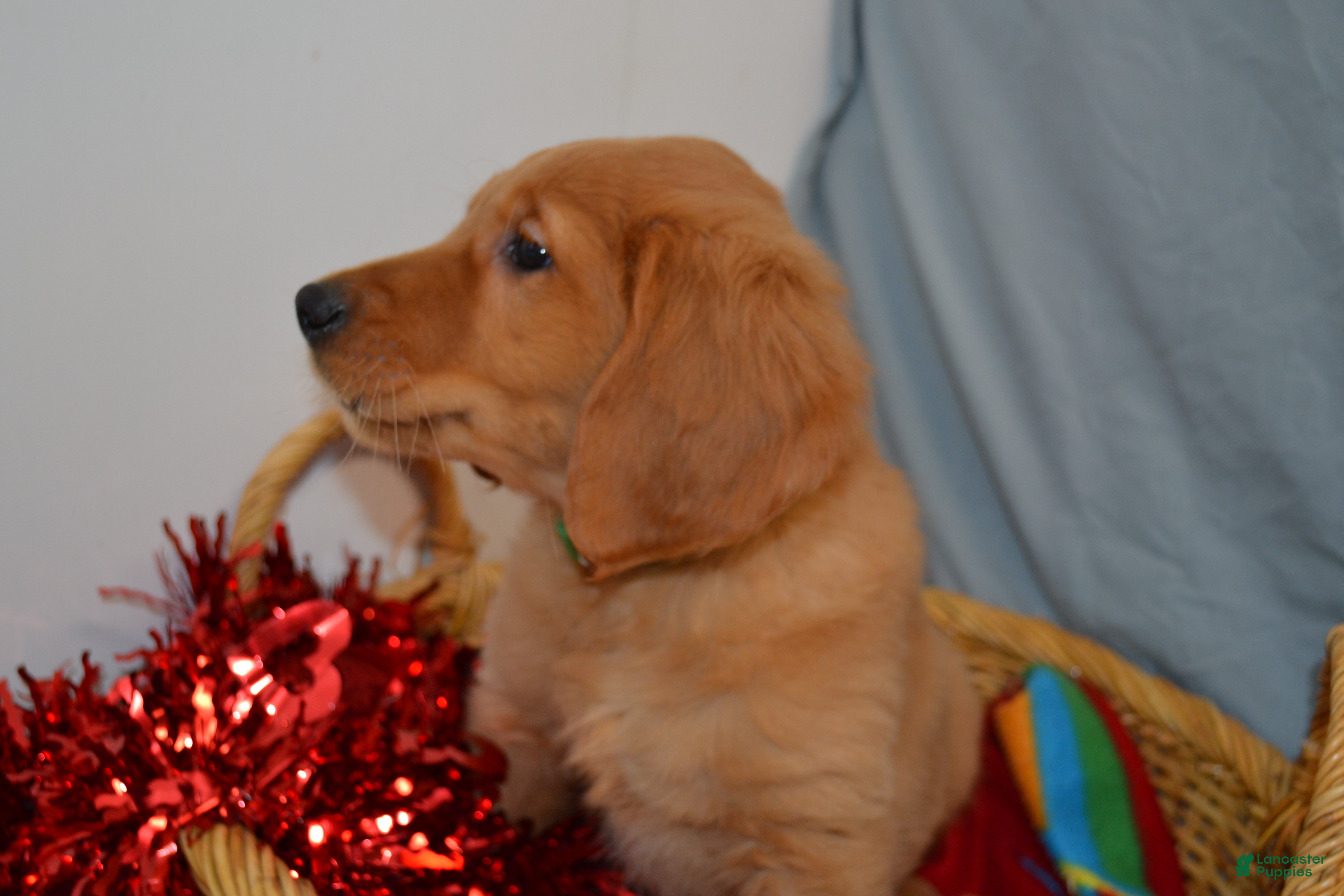 Golden Retriever dogs Arrow - Ad 40