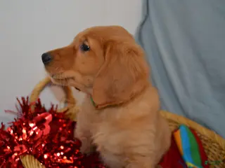 Golden Retriever dogs Arrow - Ad 40