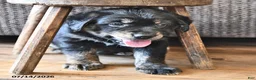 Mixed Breed dogs for sale: Tillie - Ad 3