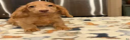 Miniature Dachshund dogs for sale: Ch Bred S.African/russian akc - Ad 10
