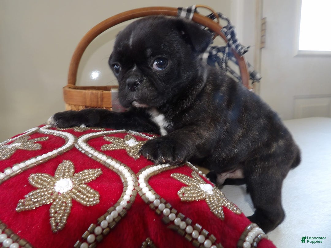 Gallery Image {{count}}