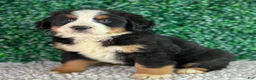 Bernese Mountain Dog dogs for sale: Luna  - Ad 4