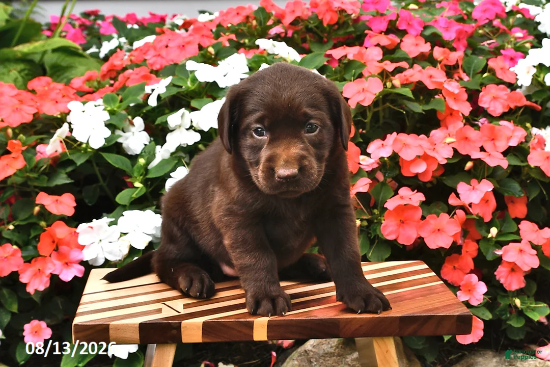 Labrador Retriever dogs for sale: Arielle - Ad 2