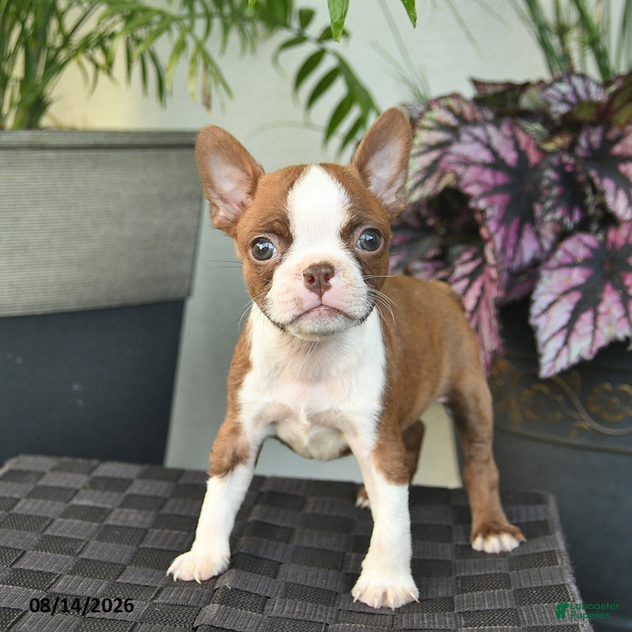 Boston Terrier dogs Waldo  - Ad 2