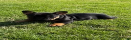 French Bulldog dogs for sale: Pepper - Ad 4