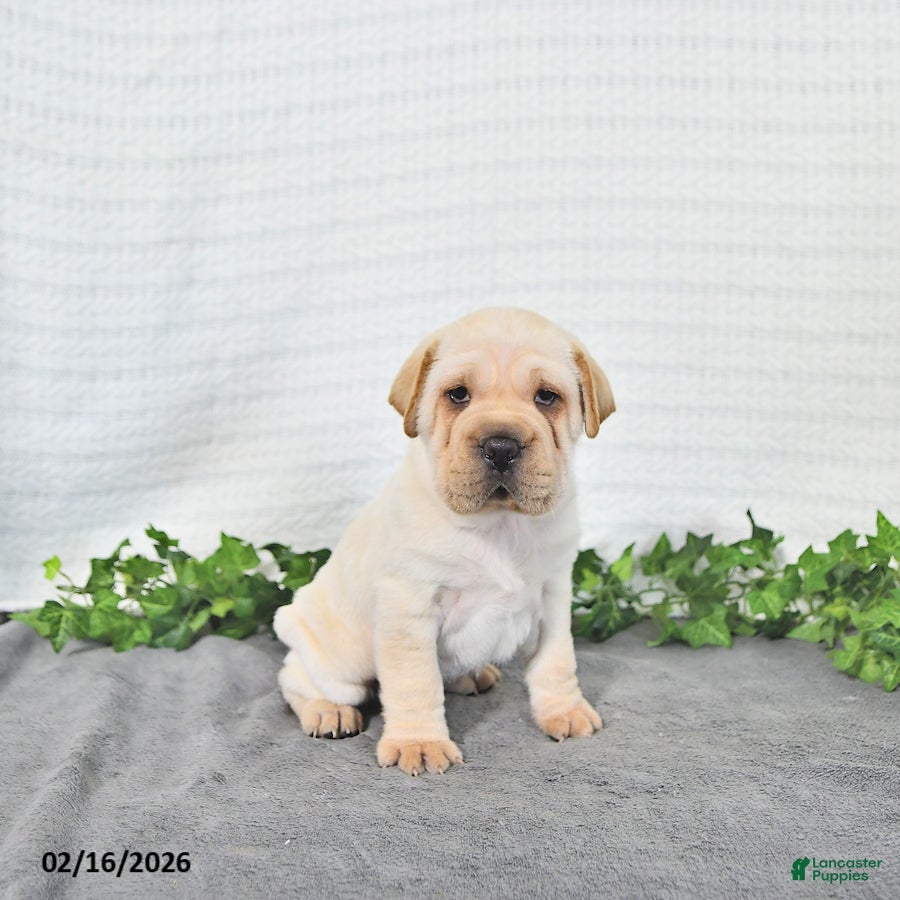 Mini Hippo dogs Conner - Ad 1