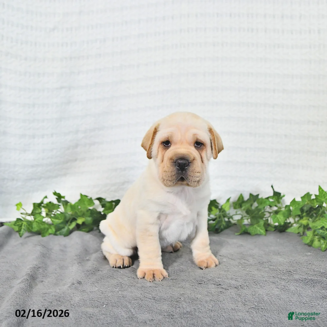 Mini Hippo dogs for sale: Conner - Ad 1