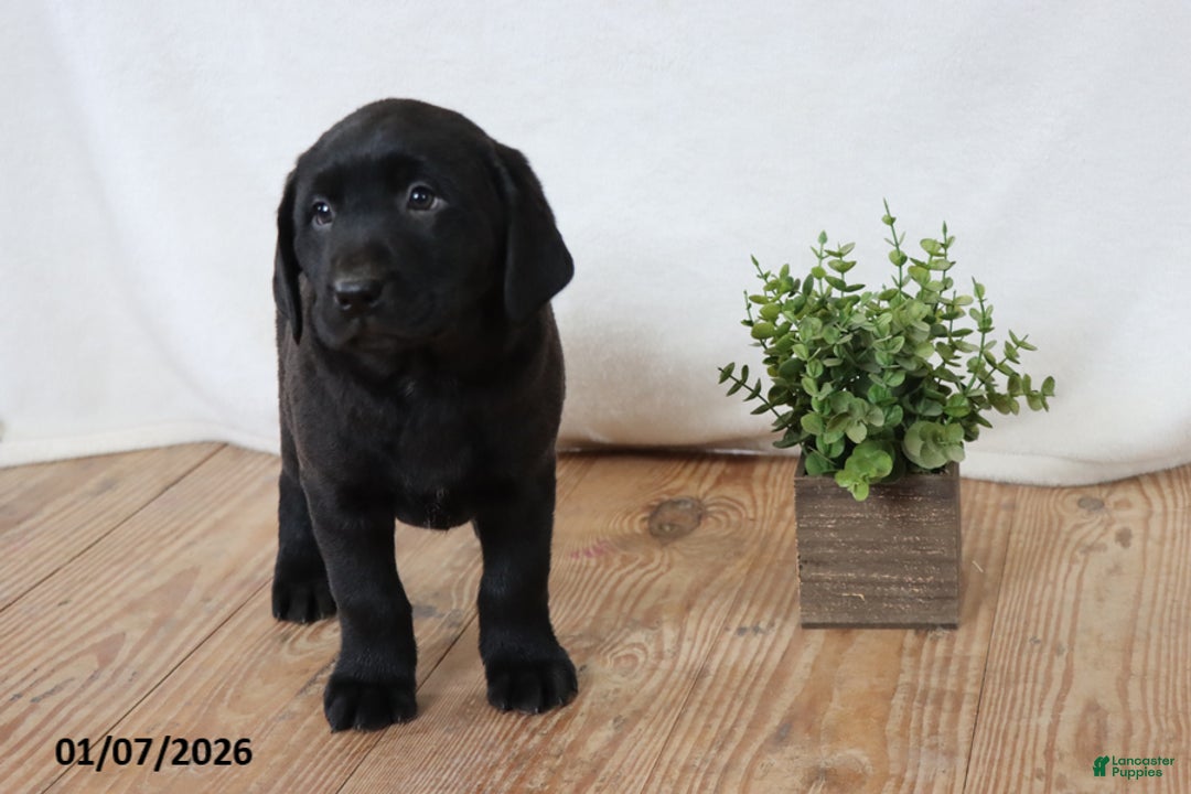 Labrador Retriever dogs for sale: Pudgy - Ad 3