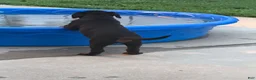 Rottweiler dogs for sale: Rottweiler 1 - Ad 3